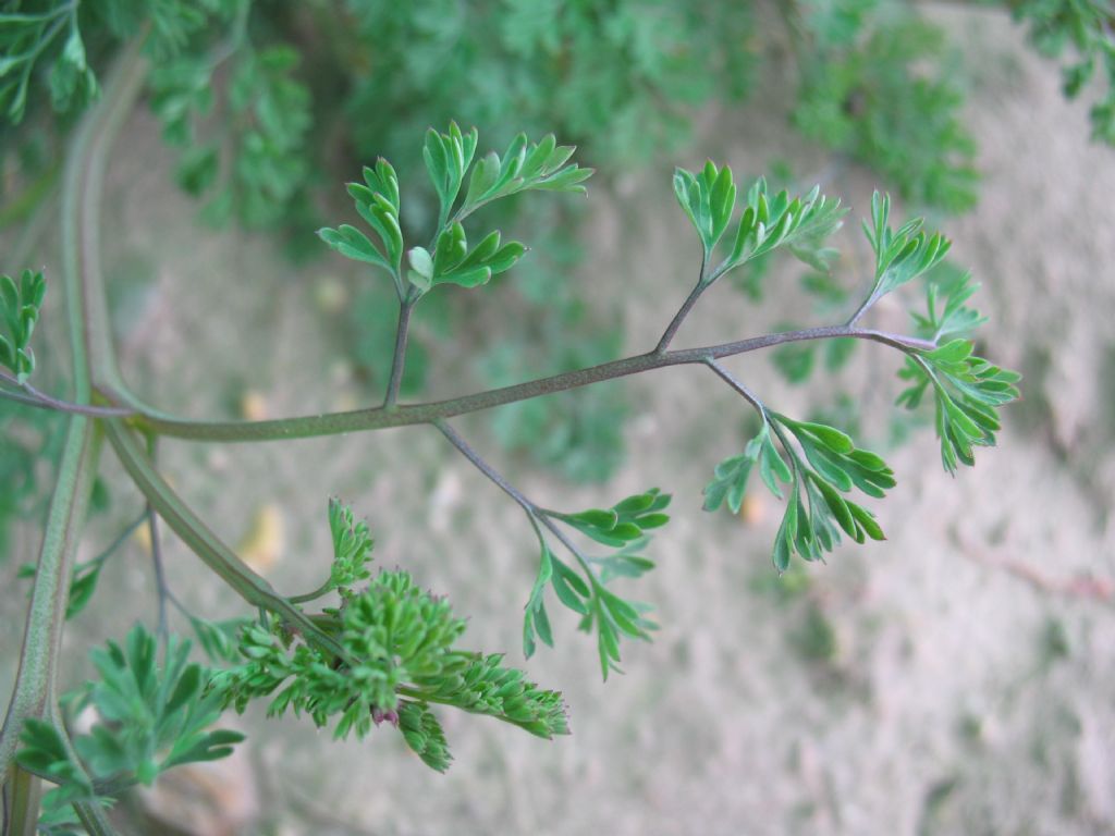 Piantina da campo 3 - Fumaria cfr. officinalis