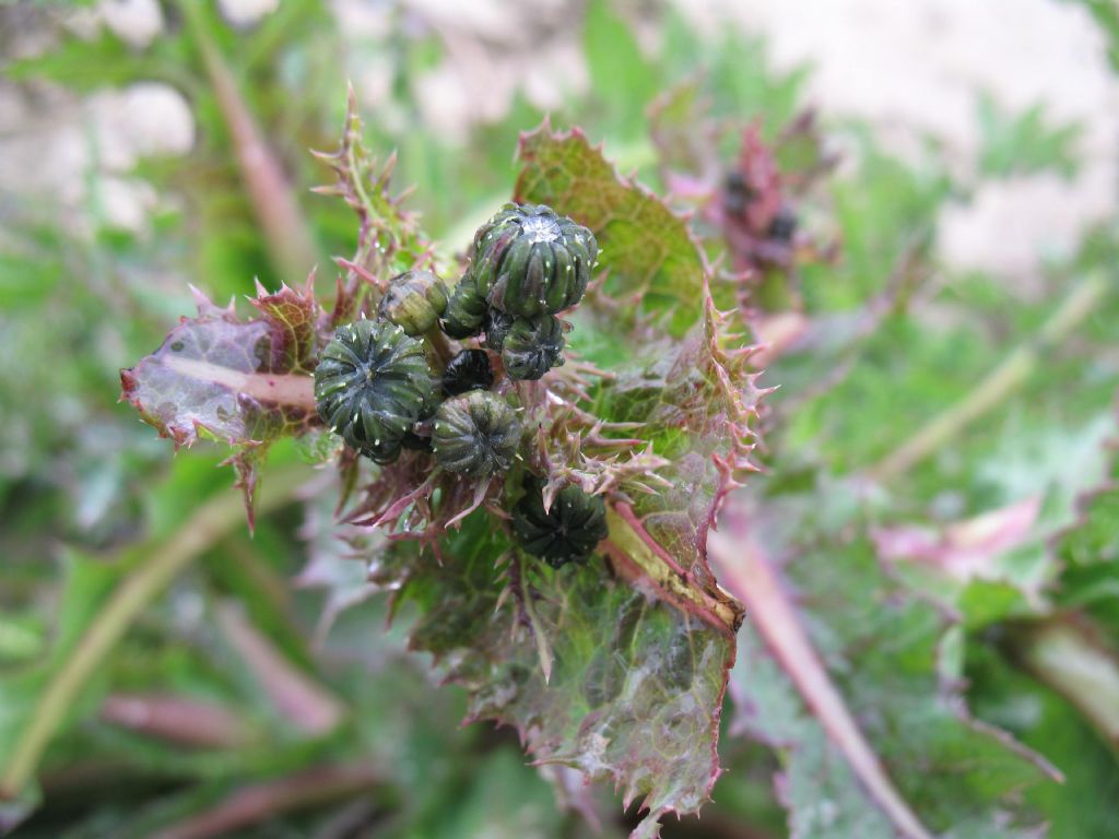 Sonchus sp.