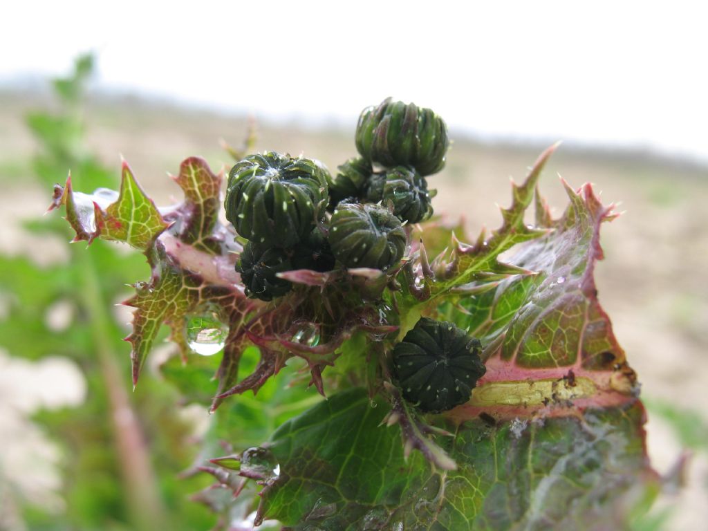 Sonchus sp.