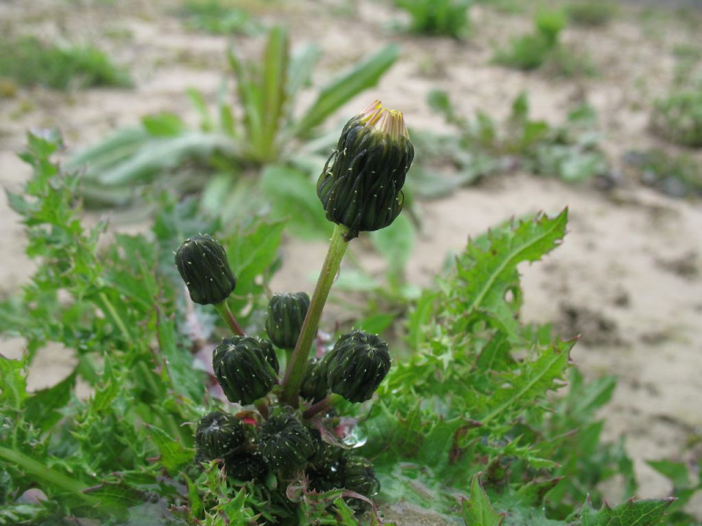 Sonchus sp.