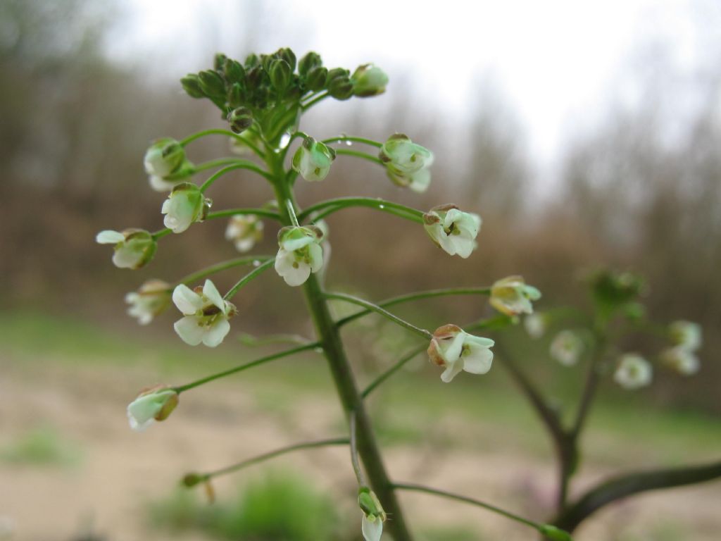 Piantina di campo 1 - Capsella cfr. bursa-pastoris