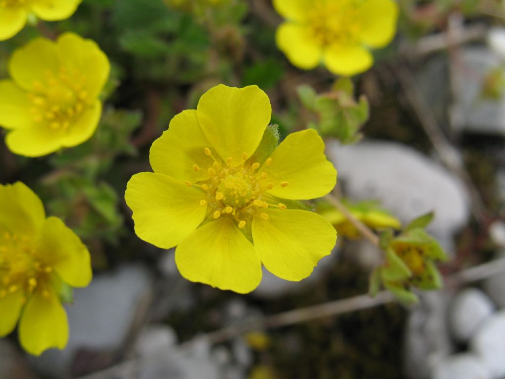 Piantina dai fiori gialli