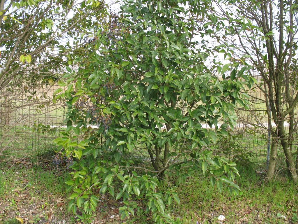 Albero da determinare - Ligustrum sp.