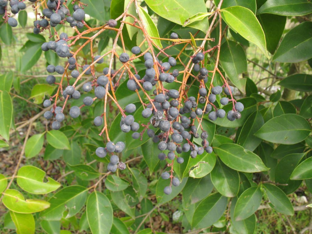 Albero da determinare - Ligustrum sp.