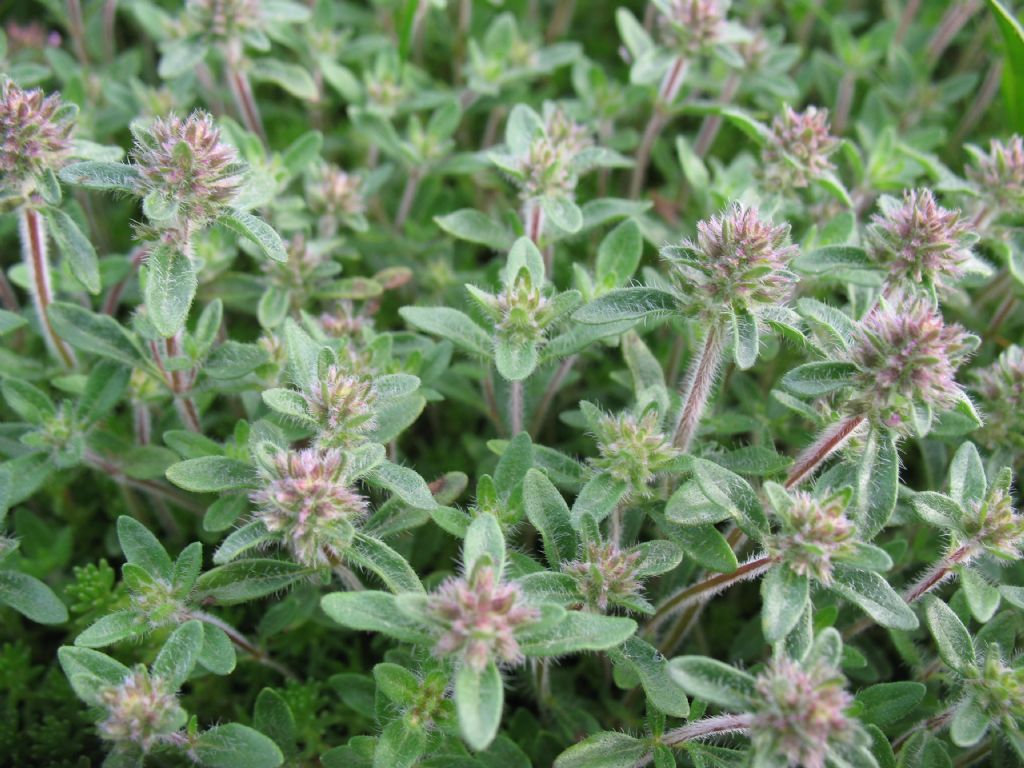 piantina mini - Thymus sp.