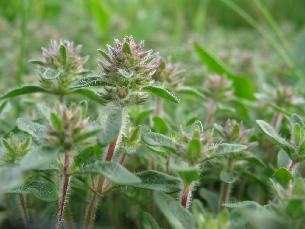 piantina mini - Thymus sp.