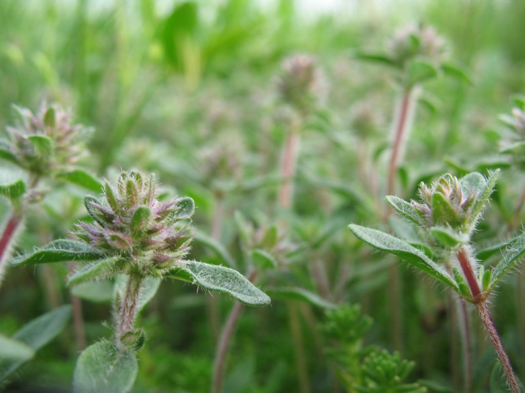 piantina mini - Thymus sp.