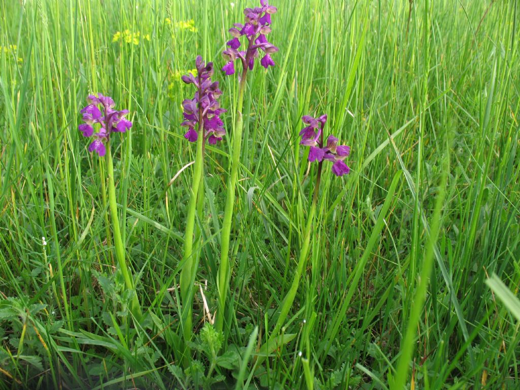 Anacamptis morio