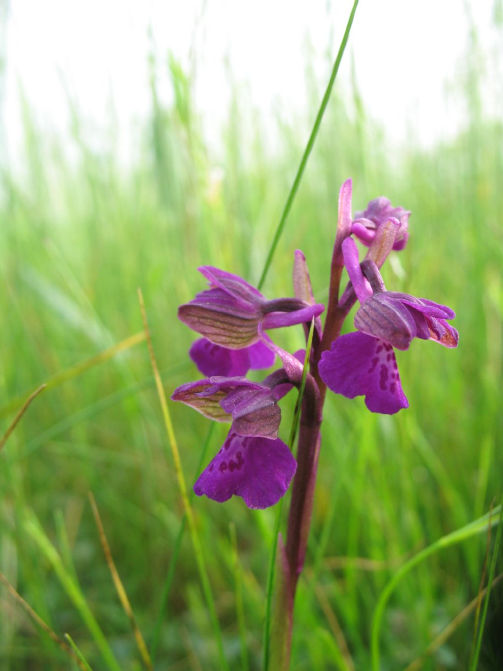 Anacamptis morio