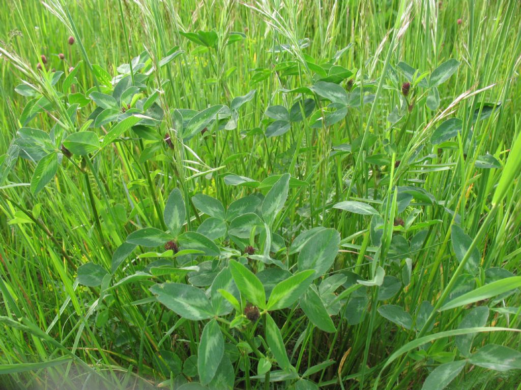 piantina sconosciuta - Trifolium sp.