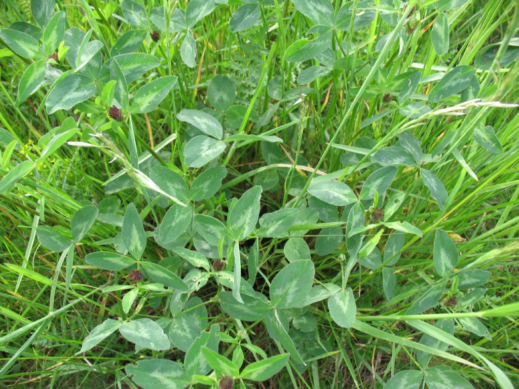 piantina sconosciuta - Trifolium sp.