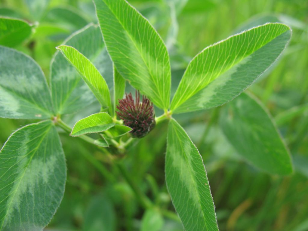 piantina sconosciuta - Trifolium sp.