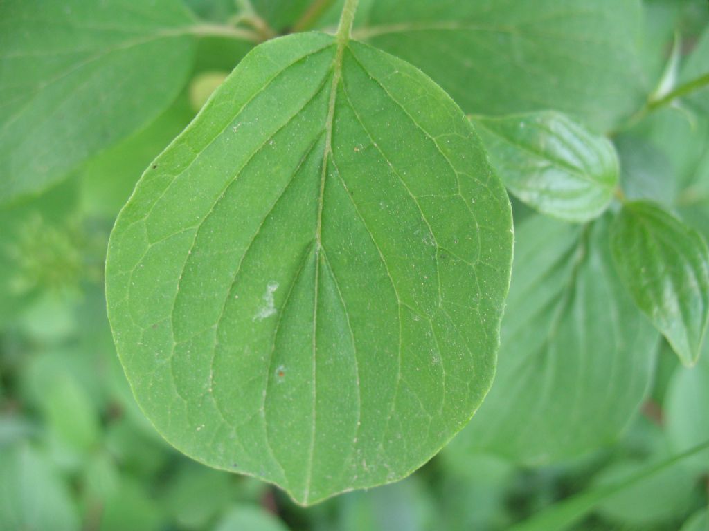 Cornus sanguinea