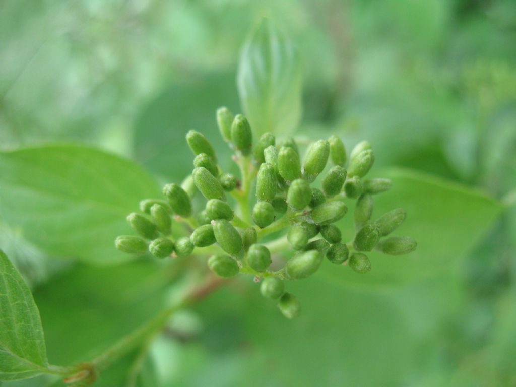 Cornus sanguinea