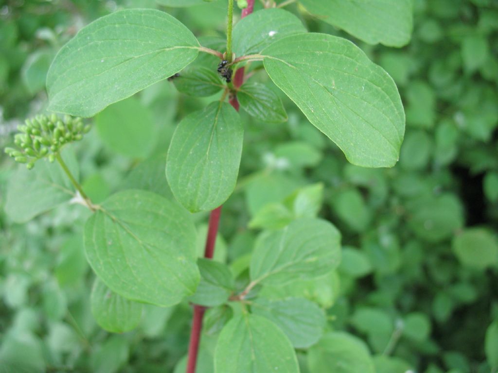 Cornus sanguinea