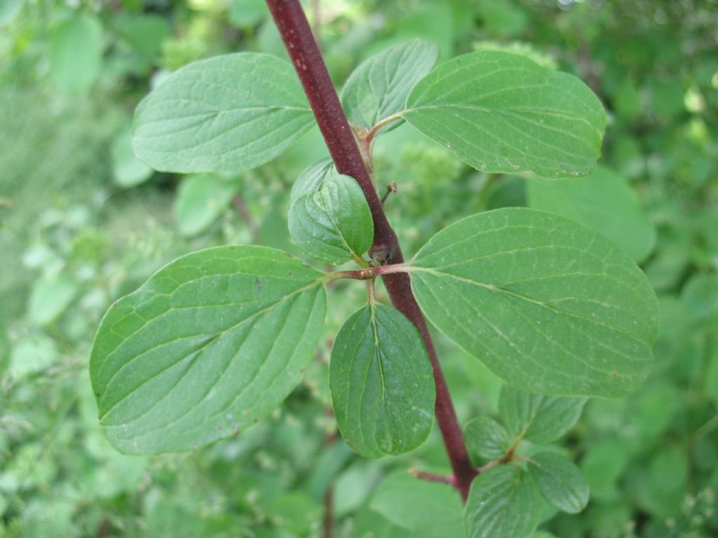 Cornus sanguinea