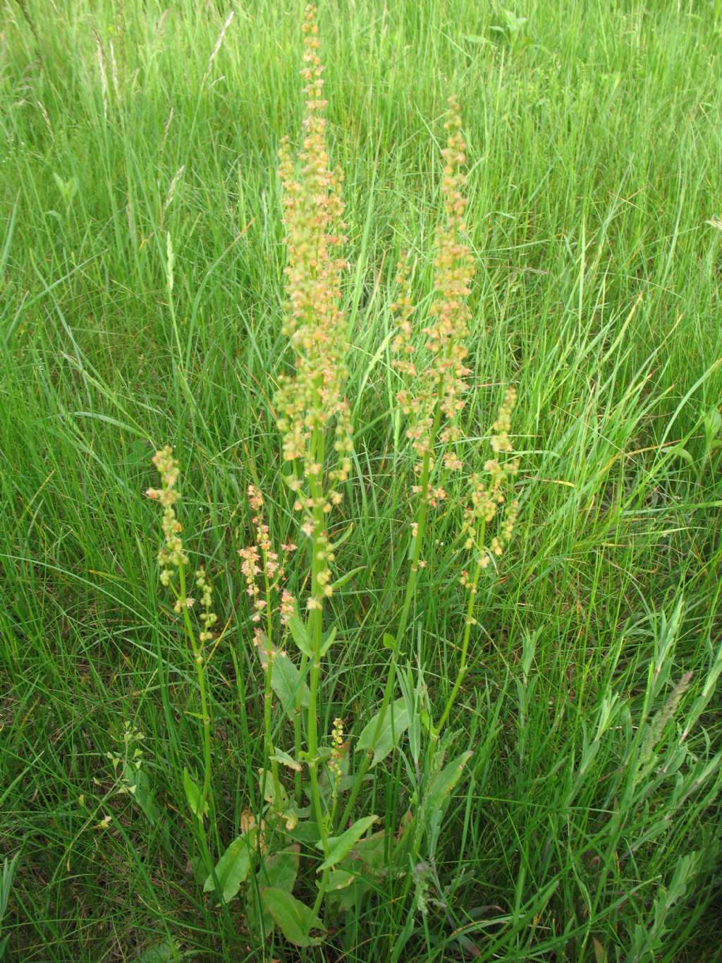 Piantina da prato stabile - Rumex sp.