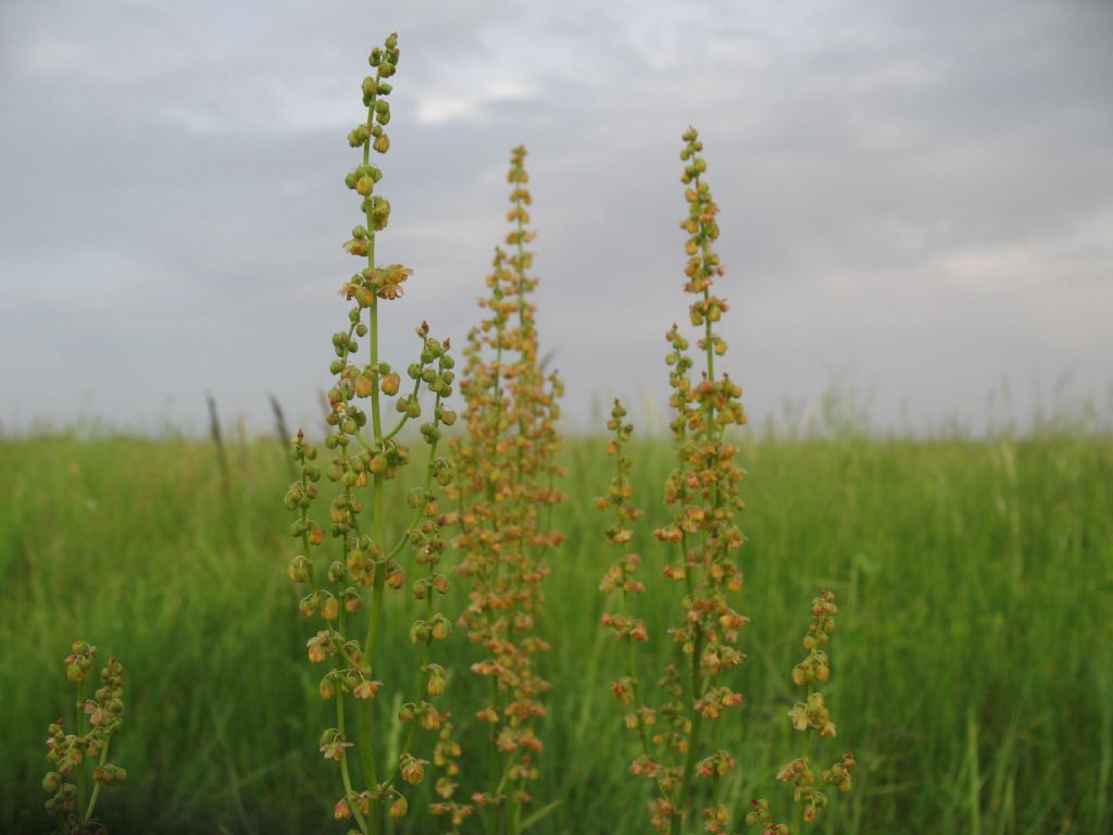 Piantina da prato stabile - Rumex sp.