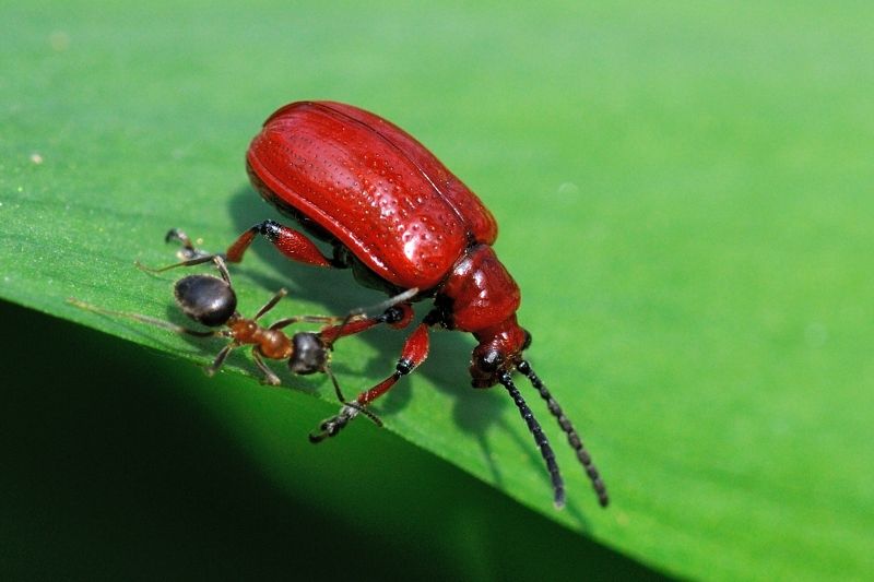 Lilioceris merdigera