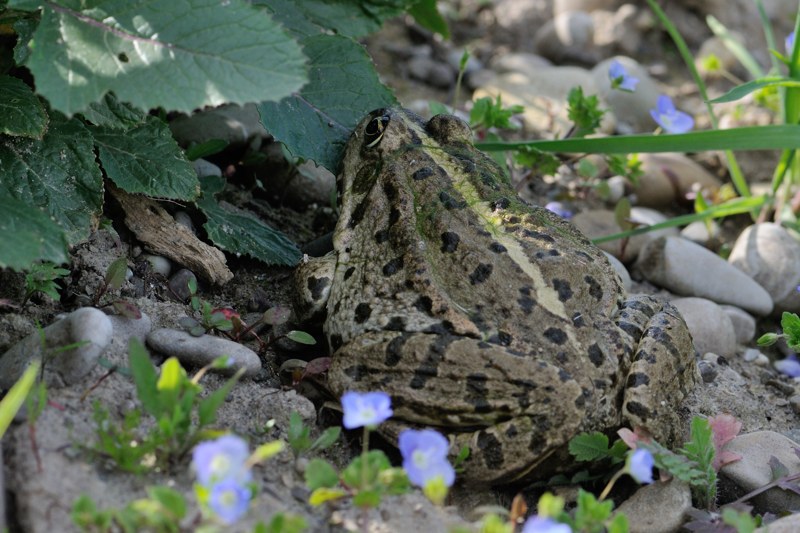 Rana pi grande della norma - Pelophylax alloctona? (Modena)