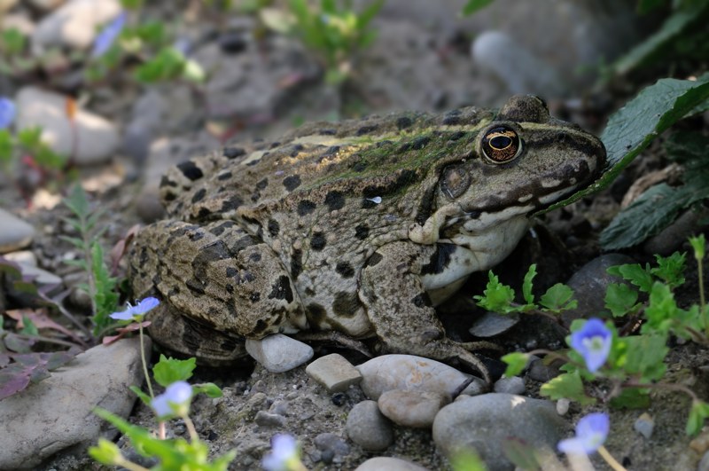 Rana pi grande della norma - Pelophylax alloctona? (Modena)