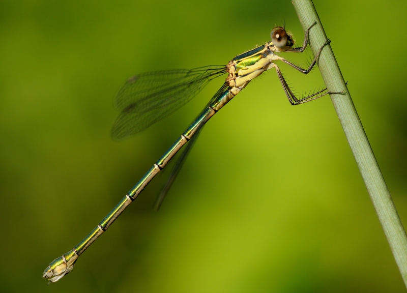 Quale Lestidae? Chalcolestes parvidens