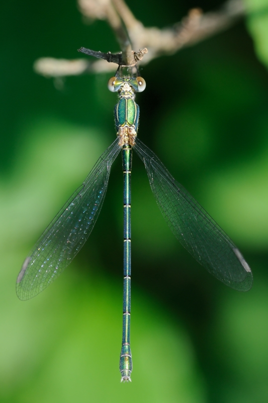 Quale Lestidae? Chalcolestes parvidens