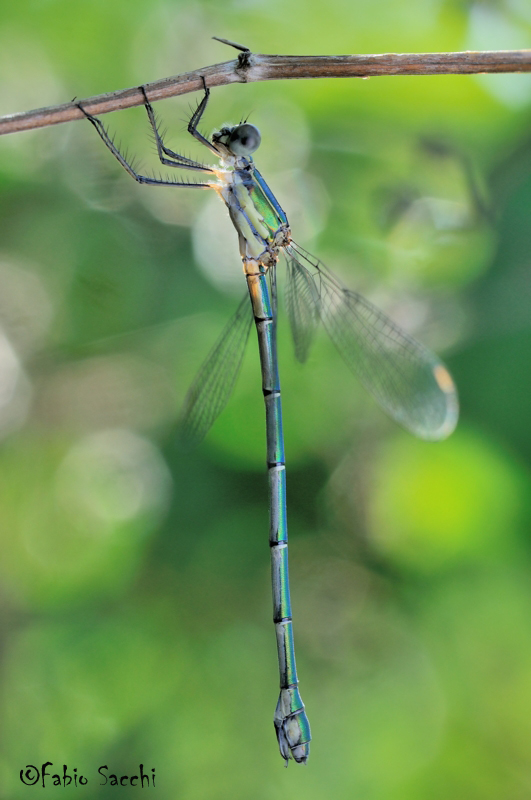 Quale Lestidae? Chalcolestes parvidens