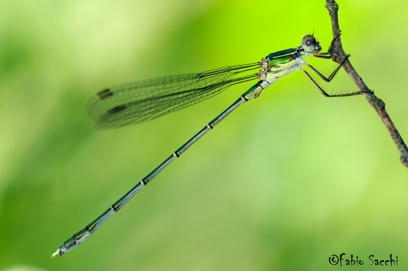 Quale Lestidae? Chalcolestes parvidens