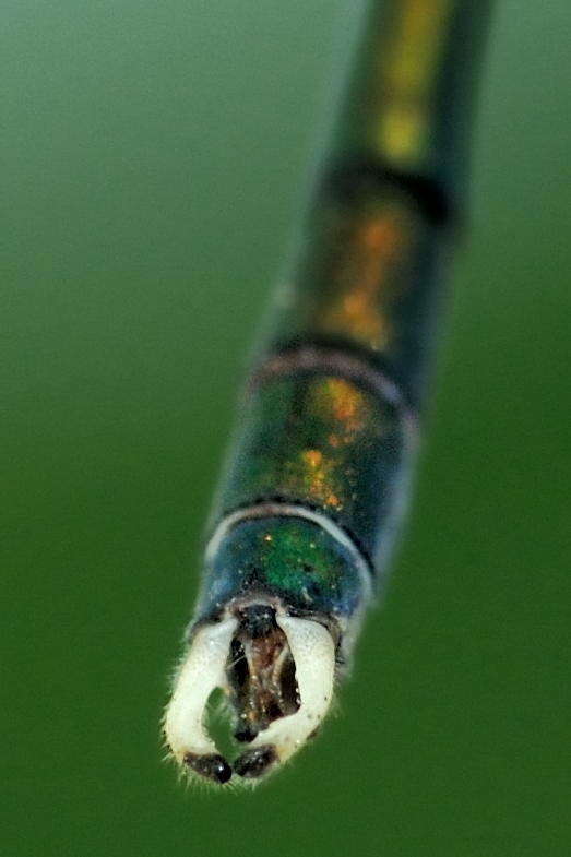 Quale Lestidae? Chalcolestes parvidens