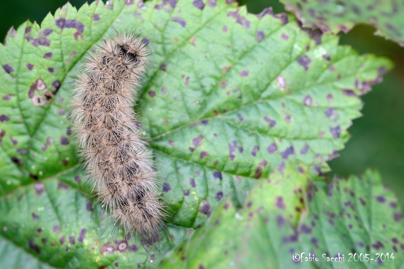 Richiesta di ID - Larva di Erebidae Arctiinae