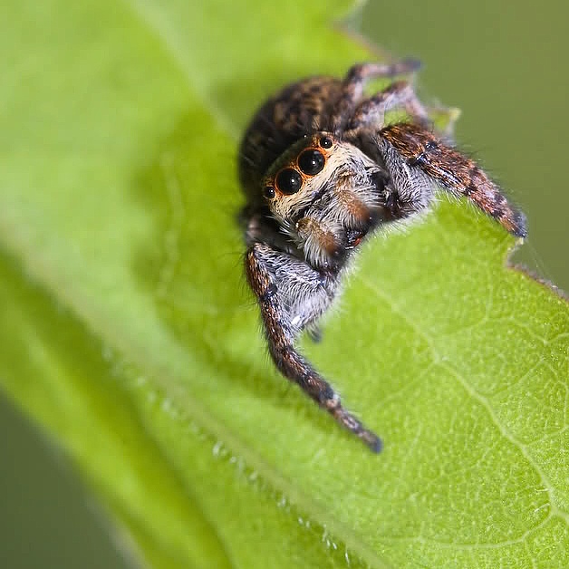 Salticidae: cfr. Carrhotus xanthogramma  - Bereguardo (PV)