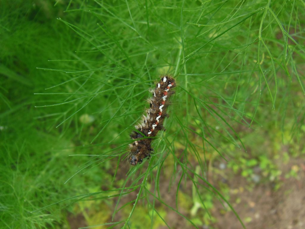 bruchi di Acronicta rumicis e cf. Lacanobia oleracea