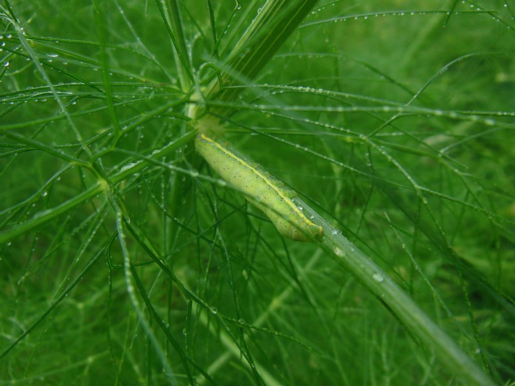 bruchi di Acronicta rumicis e cf. Lacanobia oleracea