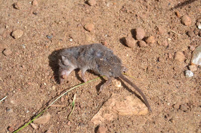 toporagno investito: Crocidura suaveolens