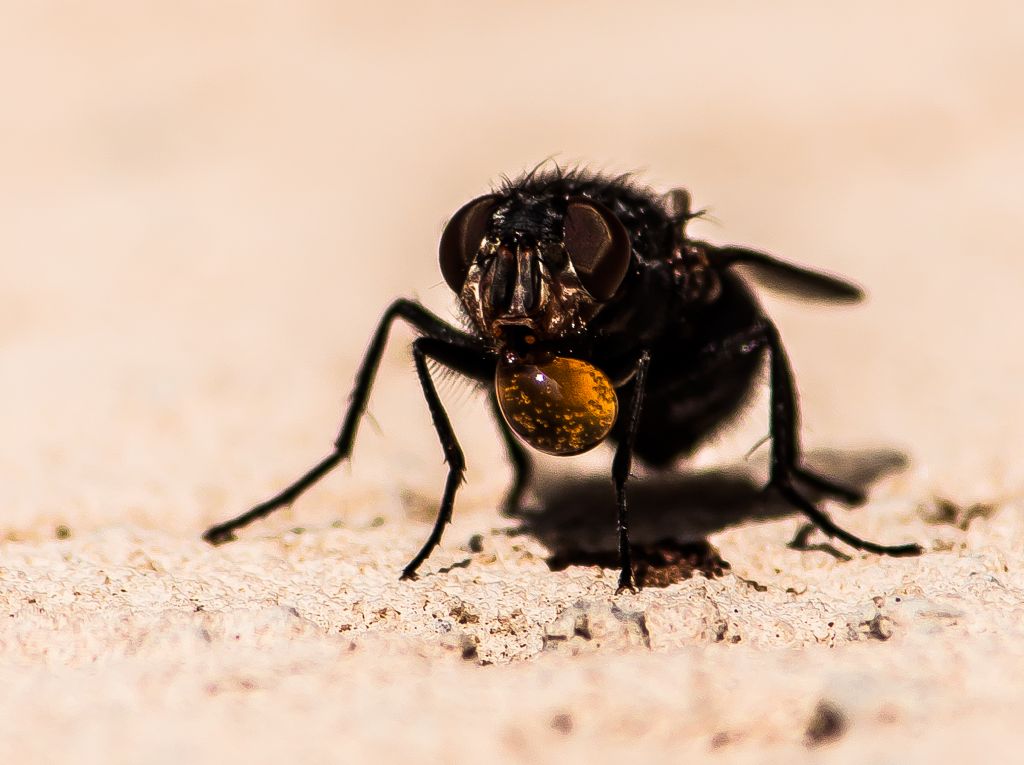 Femmina di Calliphoridae con goccia di rigurgito