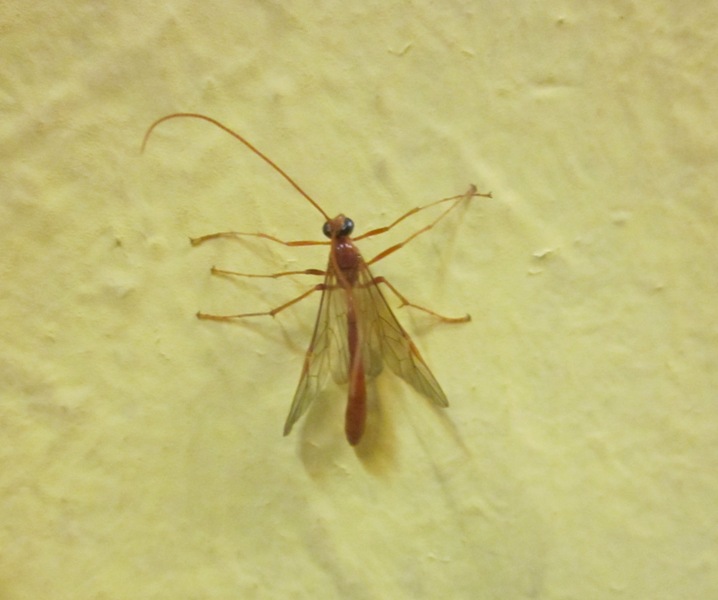 Ichneumonidae, forse Ophion sp.