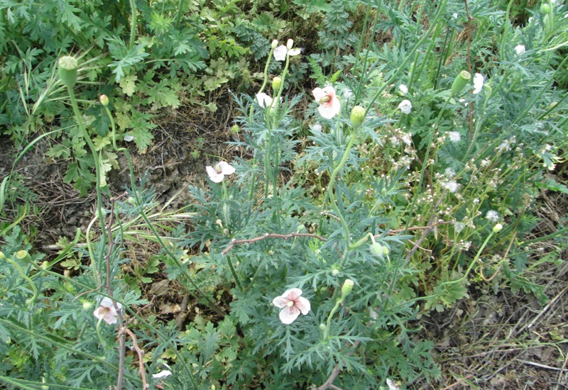 Papaver pinnatifidum