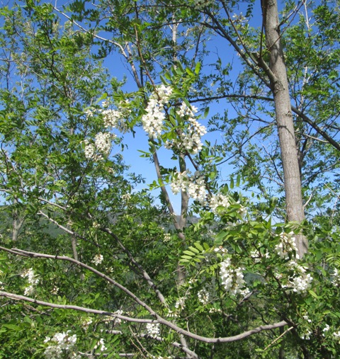 Robinia pseudoacacia