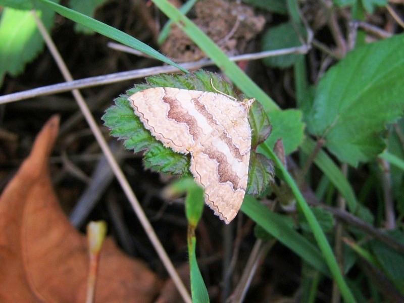 Farfalla notturna da identificare