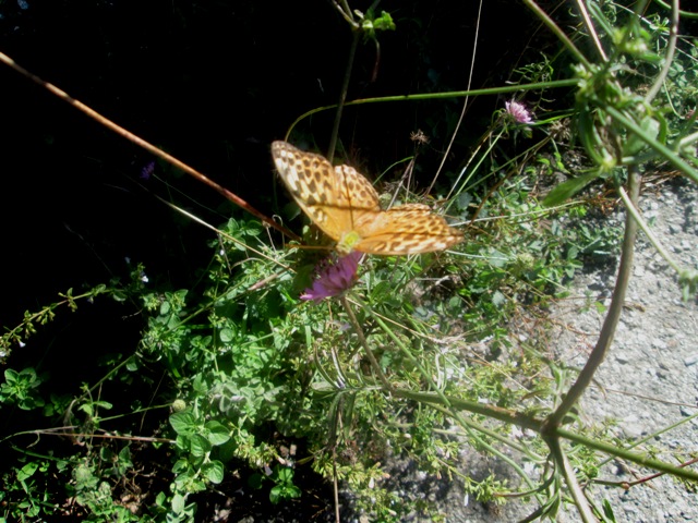 Identificazione farfalla