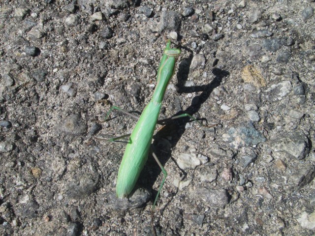 Mantis religiosa verde