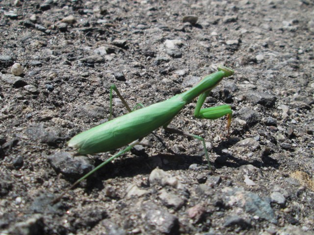 Mantis religiosa verde