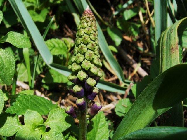 Muscari comosum / Muscari con il pennacchio, Lampascione