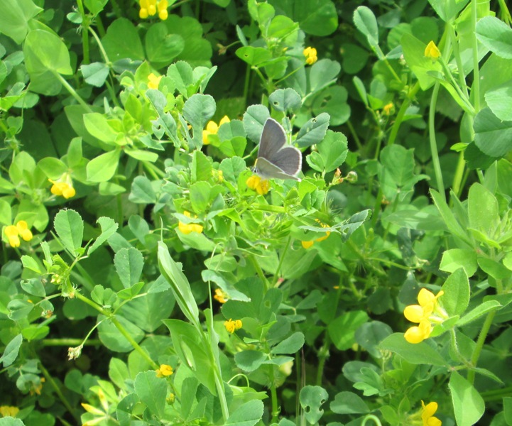 Identificazione piccola farfalla