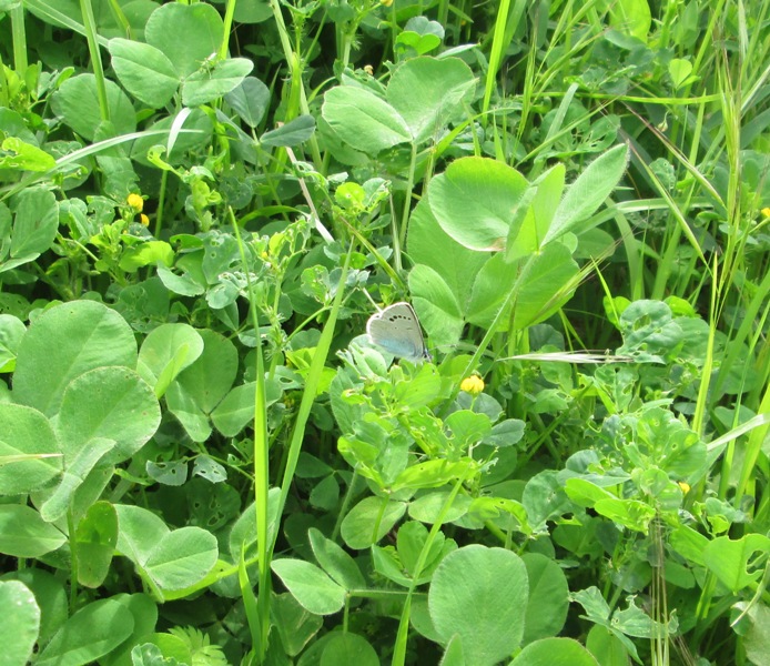 Identificazione piccola farfalla