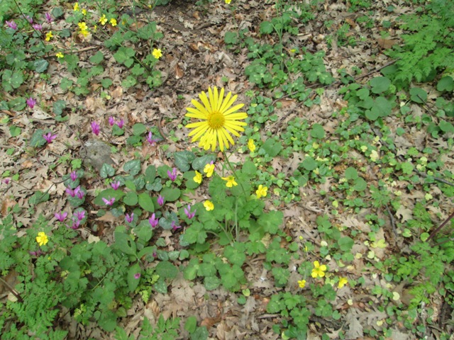 Doronicum orientale / Doronico orientale