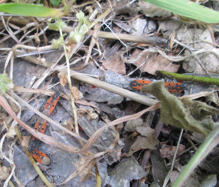 Lygaeidae: Lygaeus creticus di Sicilia