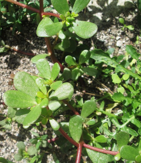 Portulaca oleracea s.l.