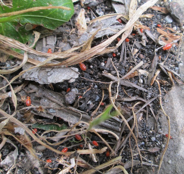 Lygaeidae: Lygaeus creticus di Sicilia